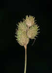 Britton's sedge